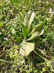 Himantoglossum hircinum