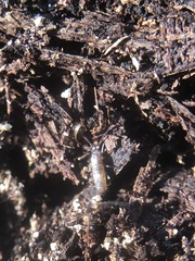 Collembola