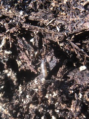 Collembola