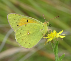 Colias electo electo