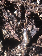 Collembola