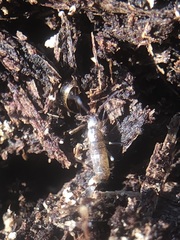 Collembola