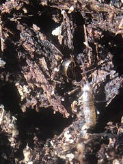 Collembola