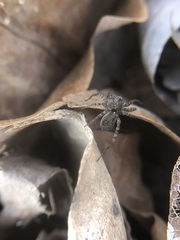 Lycosidae