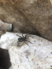 Lycosidae