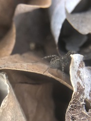 Lycosidae