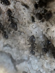 Lasius