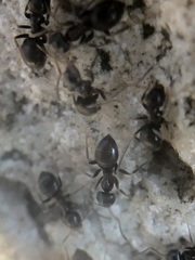Lasius