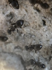 Lasius