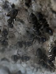 Lasius