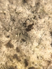 Lasius