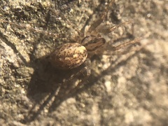 Araneae