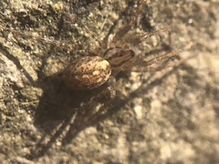 Araneae