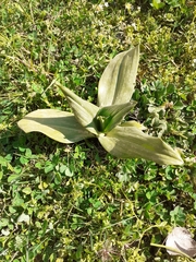 Himantoglossum hircinum