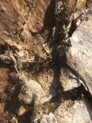 Lasius emarginatus