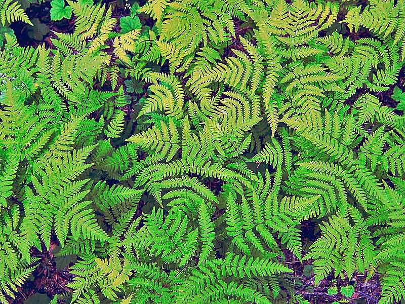 Gymnocarpium