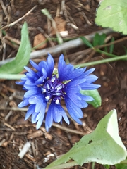 Centaurea cyanoides
