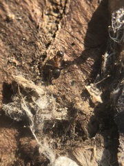 Lasius emarginatus
