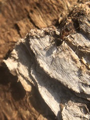 Lasius emarginatus