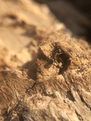 Lasius emarginatus