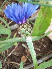 Centaurea cyanoides