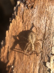 Anyphaena accentuata