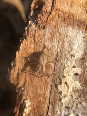 Anyphaena accentuata