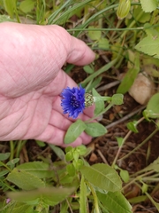 Centaurea cyanoides