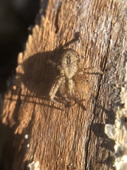 Anyphaena accentuata