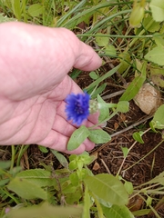 Centaurea cyanoides