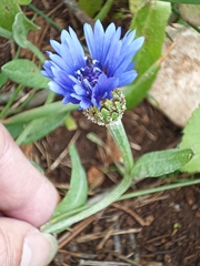 Centaurea cyanoides