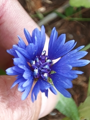 Centaurea cyanoides