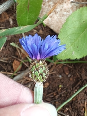 Centaurea cyanoides