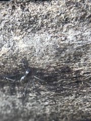Pholcidae