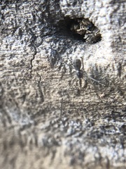 Pholcidae