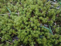 Breutelia chrysocoma