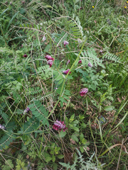 Vicia benghalensis