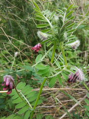 Vicia benghalensis