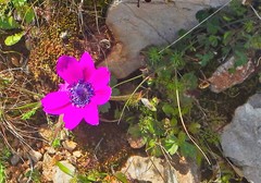 Anemone coronaria