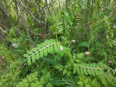 Vicia benghalensis