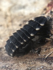 Lampyris noctiluca