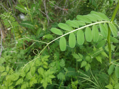 Vicia benghalensis