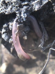 Lumbricus terrestris