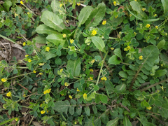 Medicago lupulina
