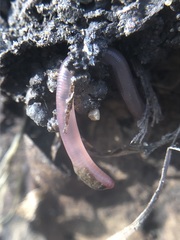 Lumbricus terrestris