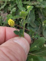Medicago lupulina