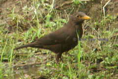 Turdus boulboul