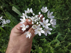 Allium neapolitanum