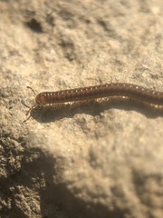 Diplopoda