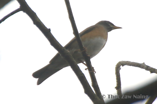 Eyebrowed Thrush
